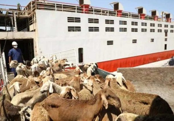صادر الضأن السوداني للسعودية