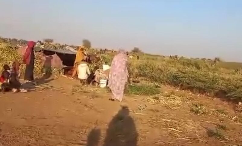 نازحين في شمال دارفور يبحثون عن الطعام بين الاشجار بعد ان نفذت جميع الاطعمة التي بحوزتهم